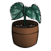 Wourgi paw plant