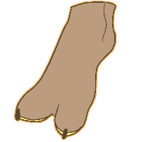 Oligodactyly
